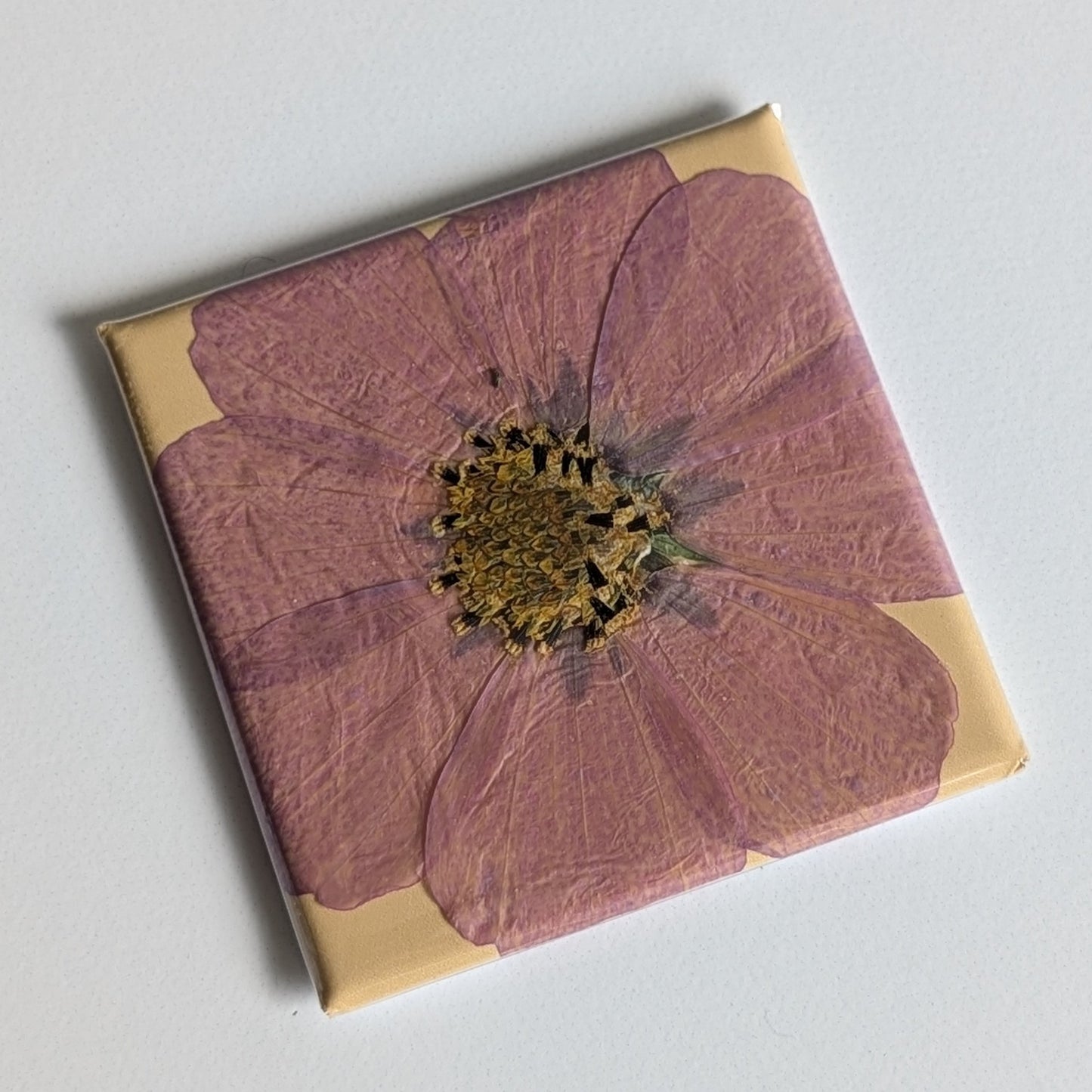 Real Flower Magnets