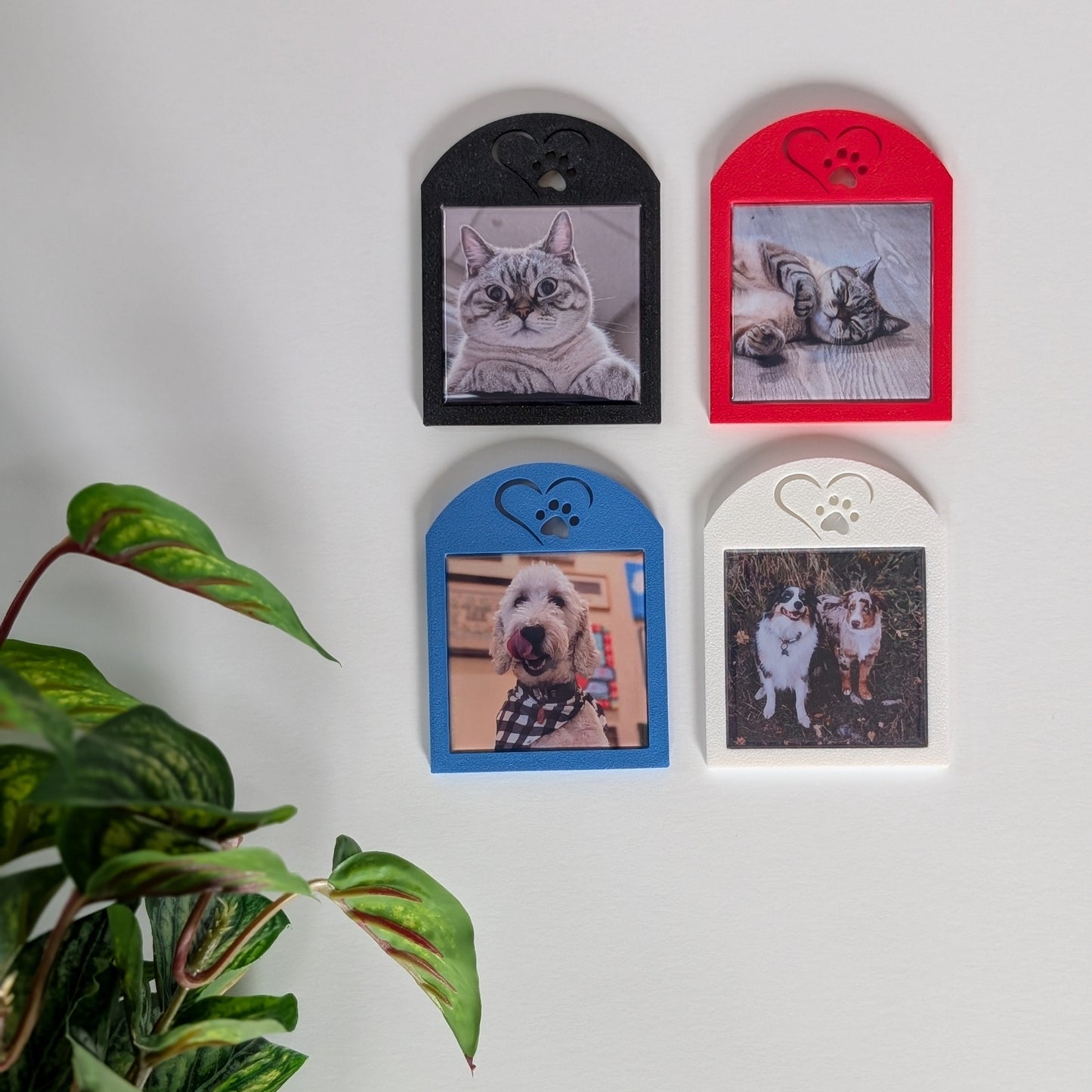 A set of four square photo magnet frames with an icon on the top of a heart outline around a paw. The colors of the frames are white, red, black, and blue. They are hanging on a wall.